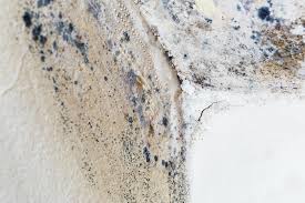 Why You Should Choose Our Mold Remediation Services in Clay, CA